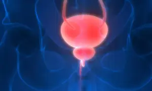 Anatomia układu moczowego, pęcherz i cewka moczowa. Wizualizacja do badania urodynamicznego.