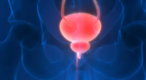 Anatomia układu moczowego, pęcherz i cewka moczowa. Wizualizacja do badania urodynamicznego.